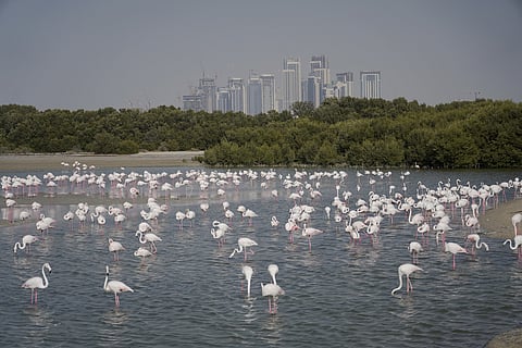 Dubai Ras al Khor Wildlife Sanctuary